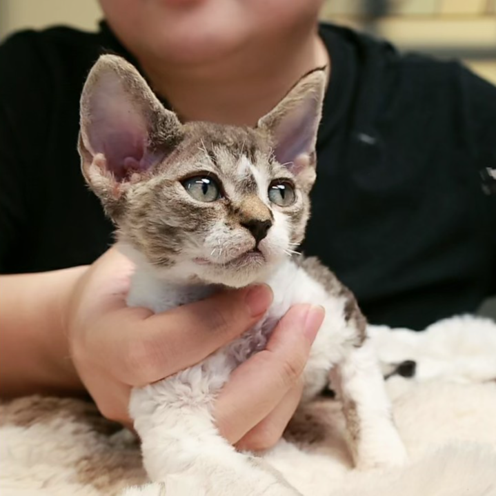 棕虎斑加白妹妹 2个月 德文卷毛猫