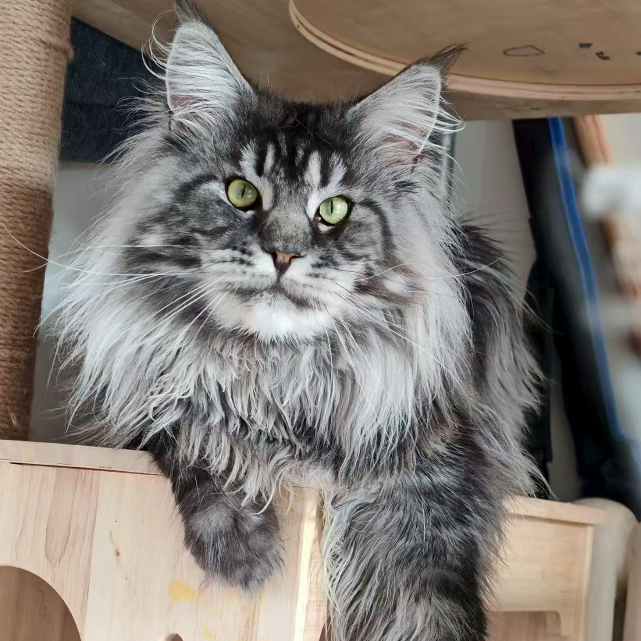 （阿乐）缅因猫纯俄血缅因猫