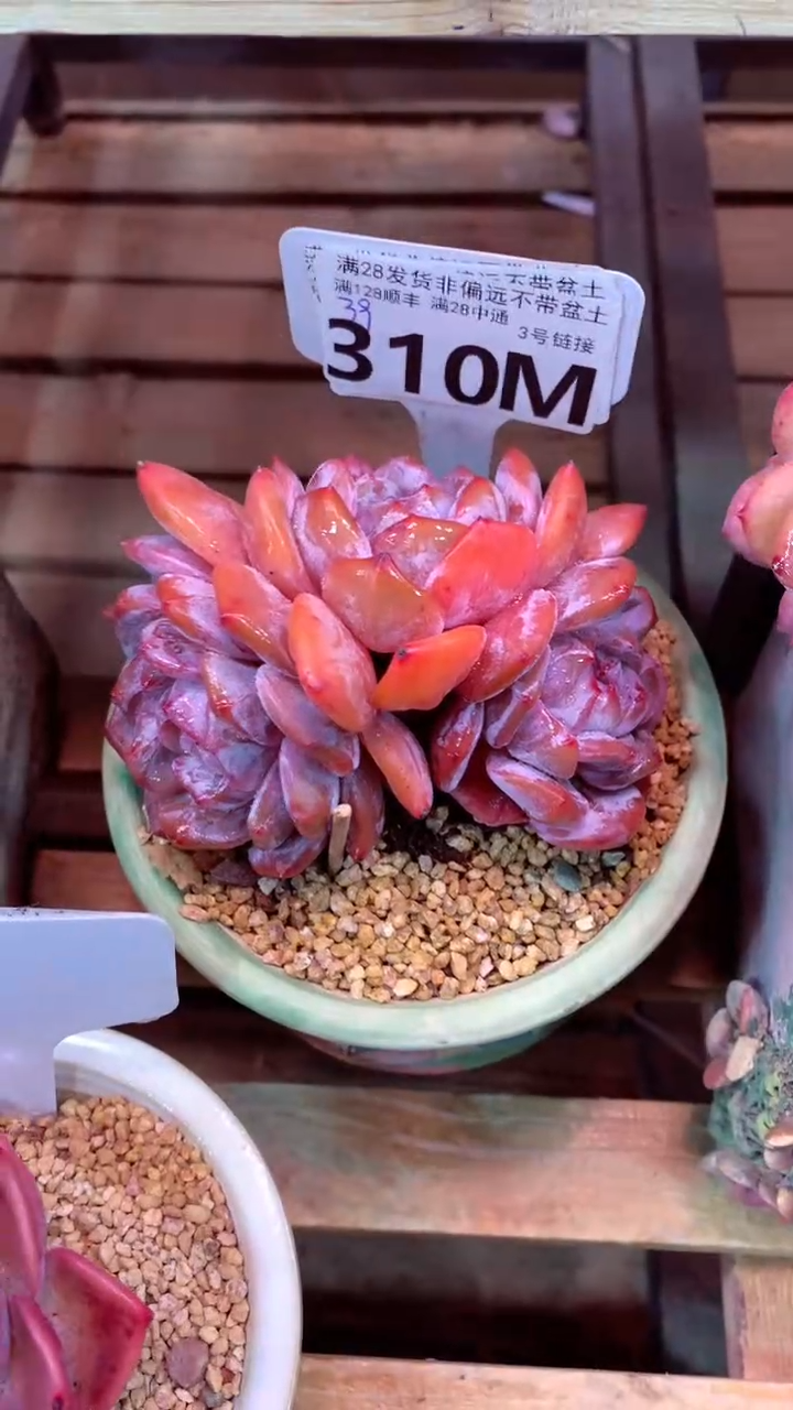 310M（一物一拍，精品多肉，所见即所得 ）