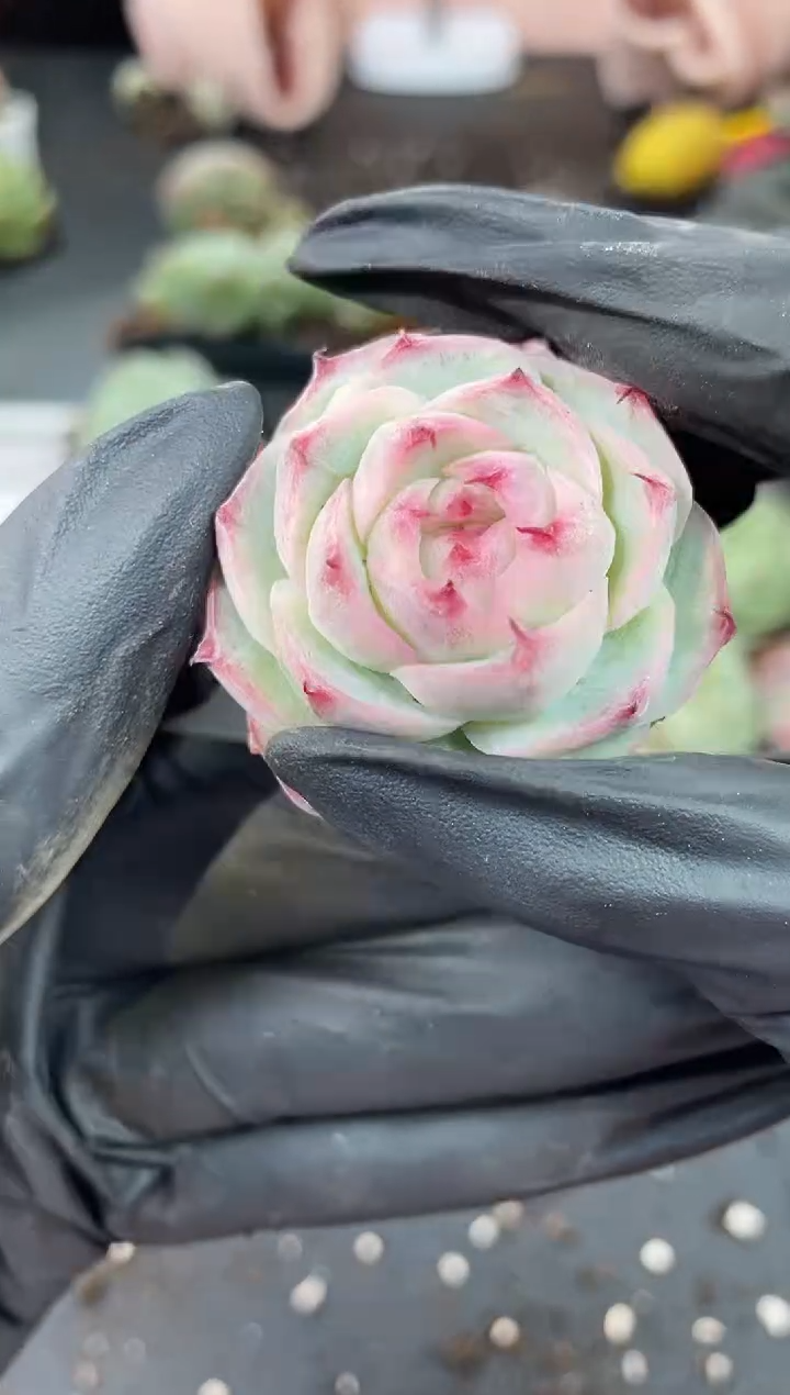 闪购924  若薇多肉一颗  3.5-4厘米