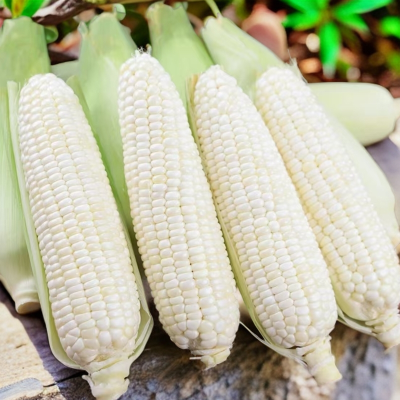 D【试吃2根】新鲜白糯玉米4.5斤甜嫩爽口现摘现发带皮棒子新玉米
