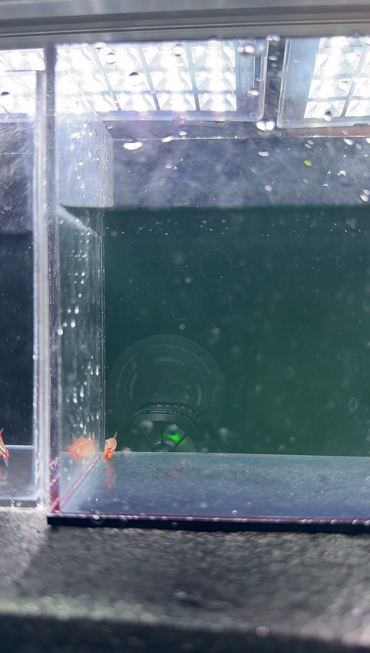 灯科鱼袄****子血魔