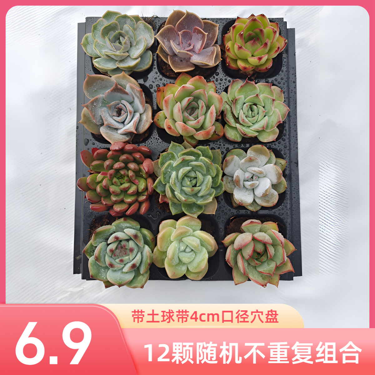 12颗精品带穴盘多肉植物随机品种不重复大棚基地直销肉肉组合