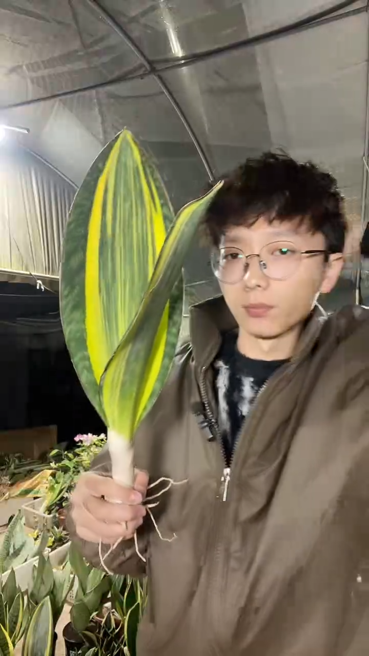 黄金宝镜精品38厘米起裸根19.9