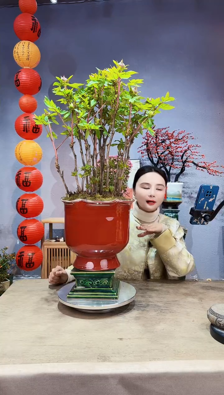 【闪购商品】盆景牡丹