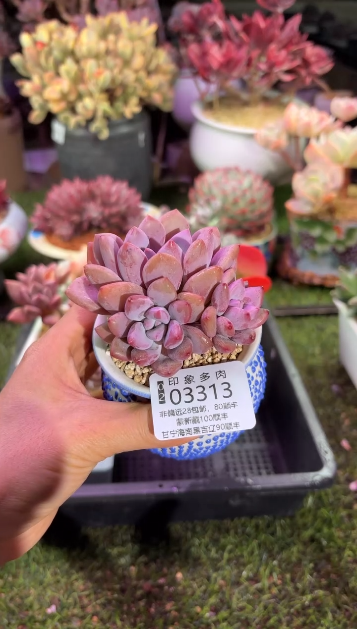 【闪购商品】03313