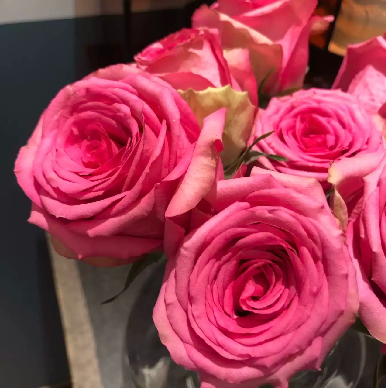 新品【城市中心】切花月季花苗直立大花勤花阳台庭院盆栽