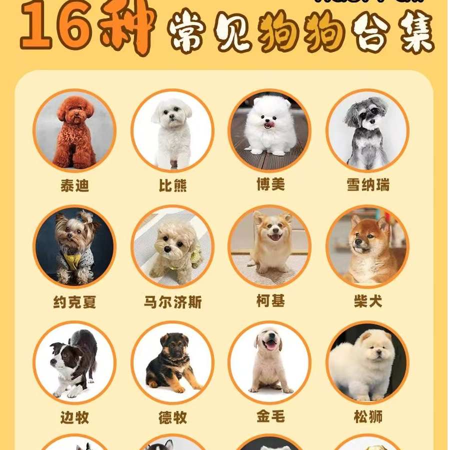 直播间挑选活体狗狗一物一拍