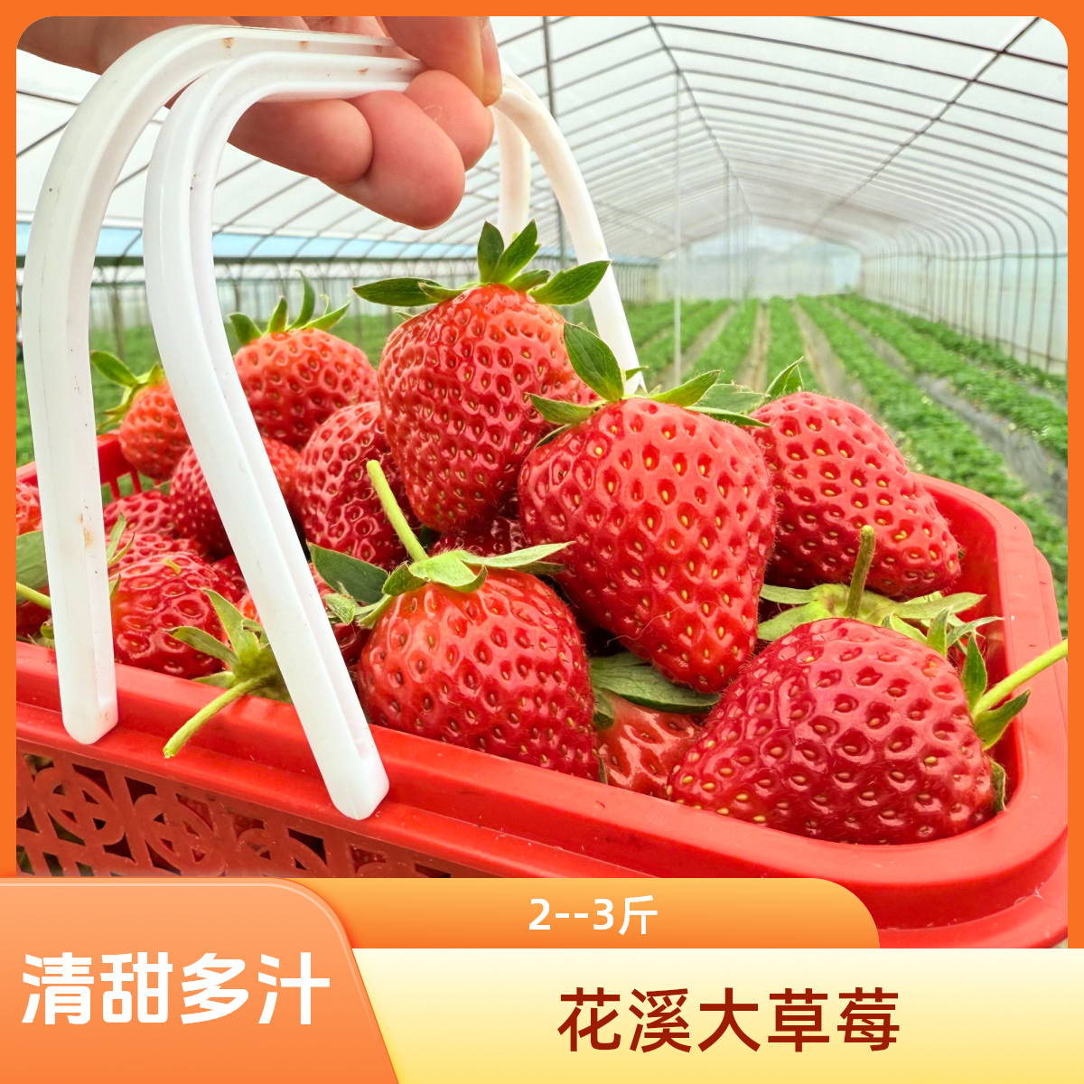 【新鲜现摘】贵阳花溪草莓  中大果（单果16-30g） 一篮净果奶油巧克力