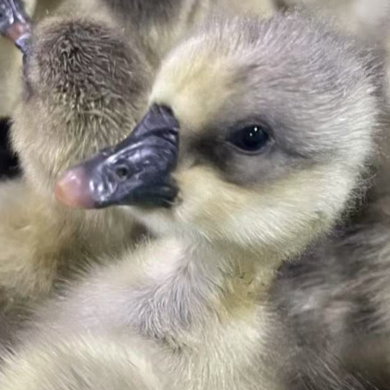 宠物 灰色 十只 包邮