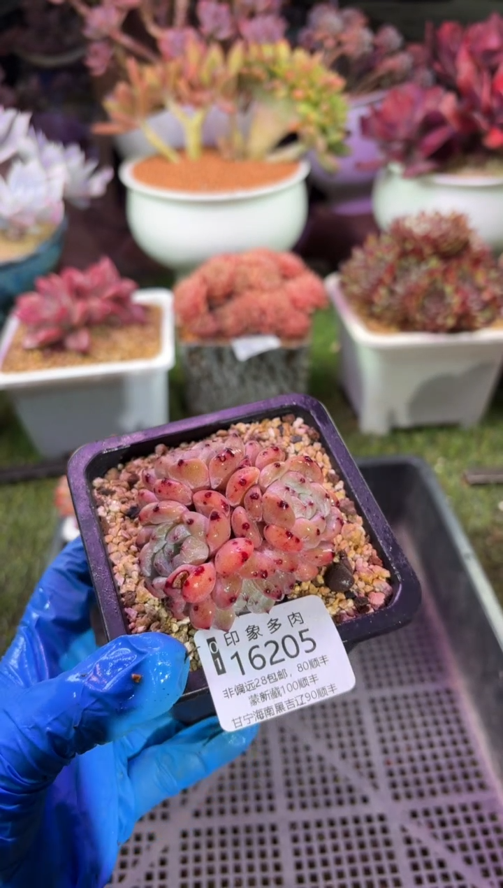 【闪购商品】16205