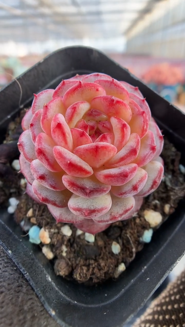 【闪购商品】177白胖两棵量拍