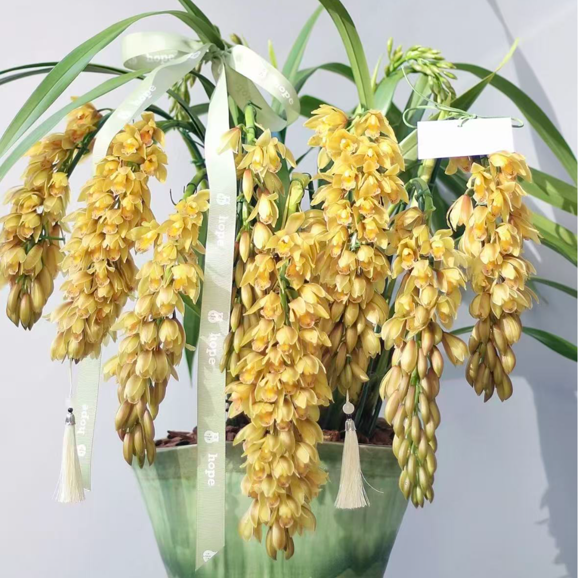 【黄龙——直兰】4枝花剑起金色大花蕙兰 年宵花阳台室内开花