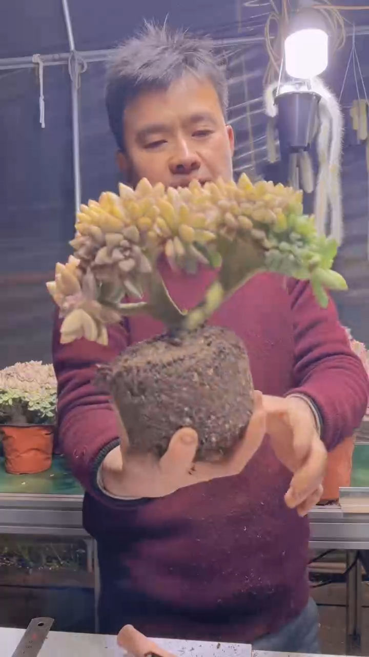 291淡雪缀化一物一拍