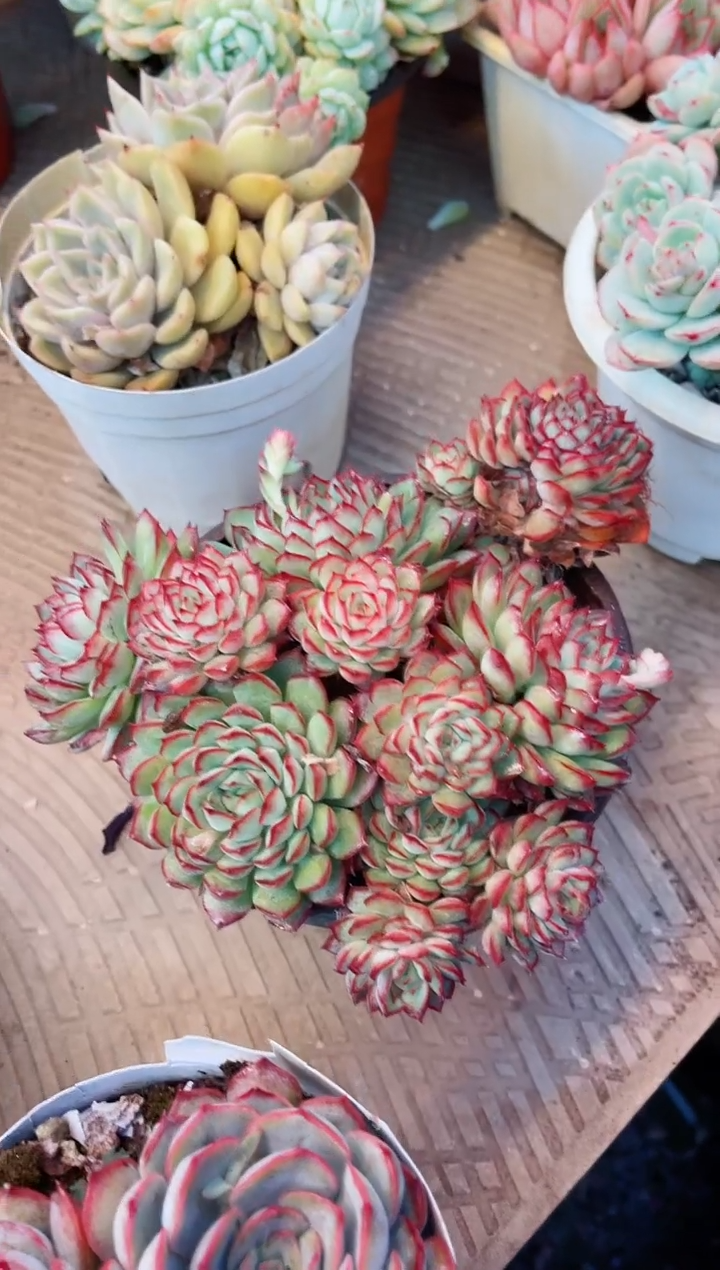 【闪购商品】08074