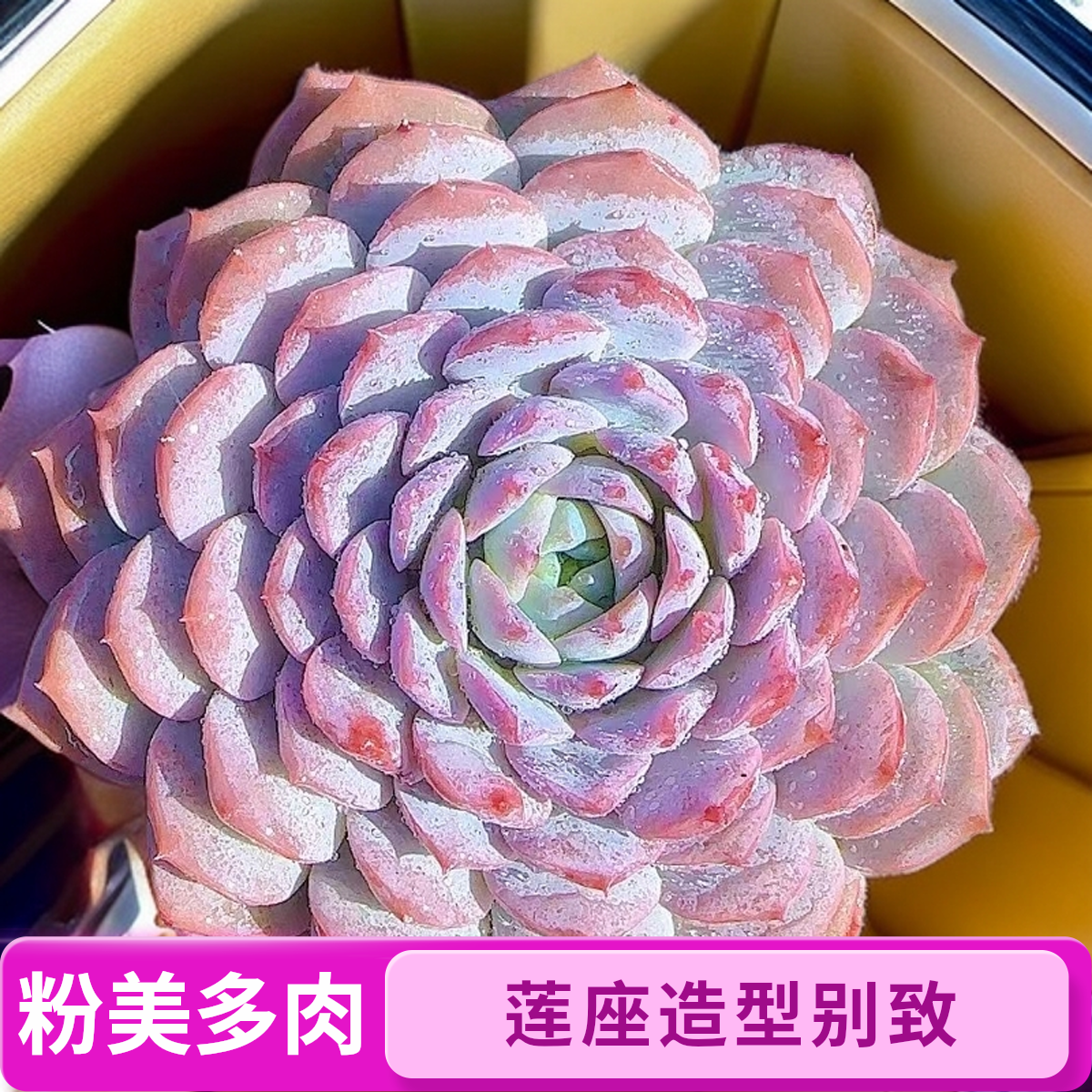 恩宠2颗带盆    灵峰多肉净化空气