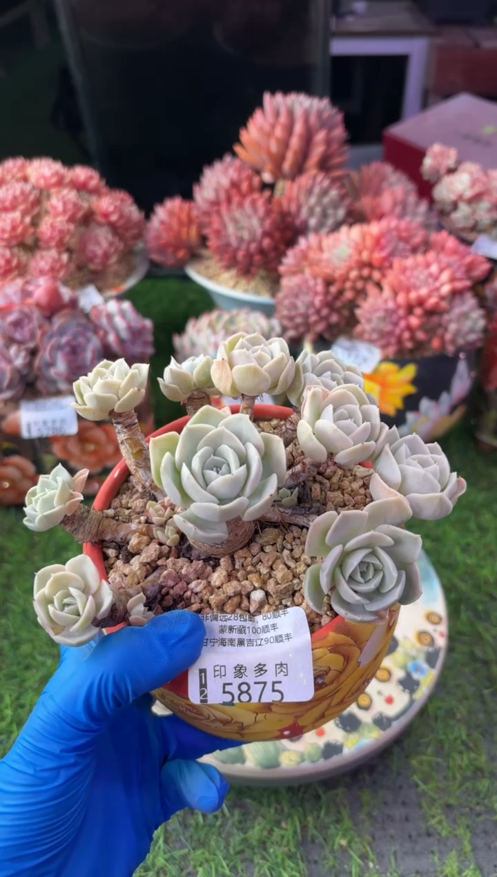 昆明印象多肉5875