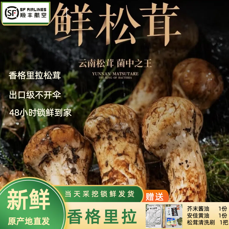 【思芹专属】香格里拉新鲜松茸2025现采摘出口级精品顺丰空运