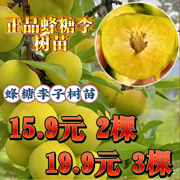 【超值装】正宗蜂糖李嫁接树苗南北方种植耐高温耐严寒适合新手果树
