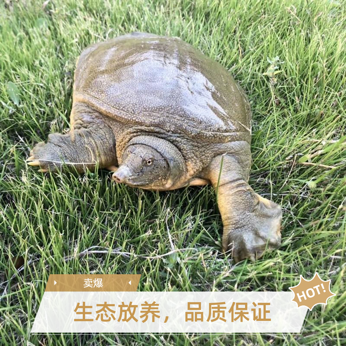 【娟姐】单只3.5~4斤鲜活食用外塘生态大公甲鱼青黄背黄油 包活到家