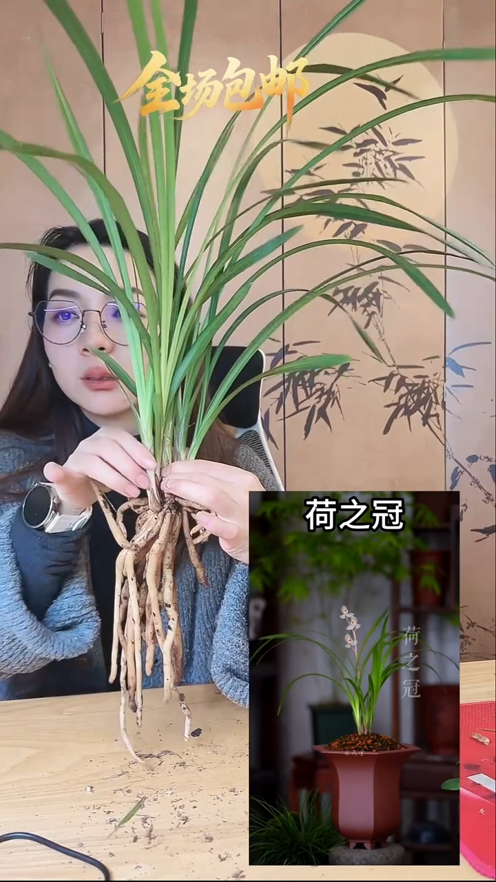 当前无花栽培后可以开花：荷之冠