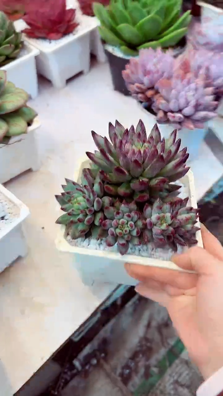 ?****?岩字一物一拍29.99