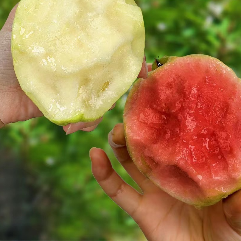 【顺丰快递】红芭乐3/4.5斤红色软心 新鲜采摘应季水果香甜软糯