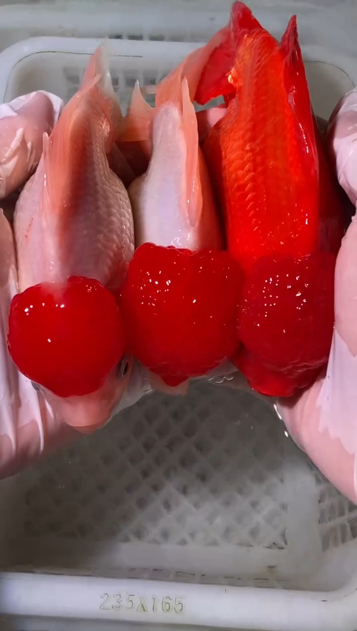 金鱼鸿运当头2条红狮1条