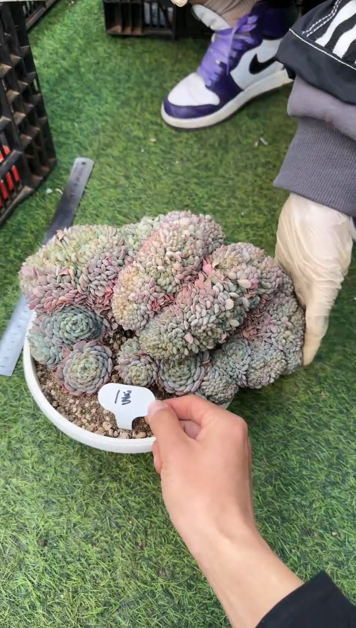 【闪购商品】（1号）母本白胖子缀化26cm脱土