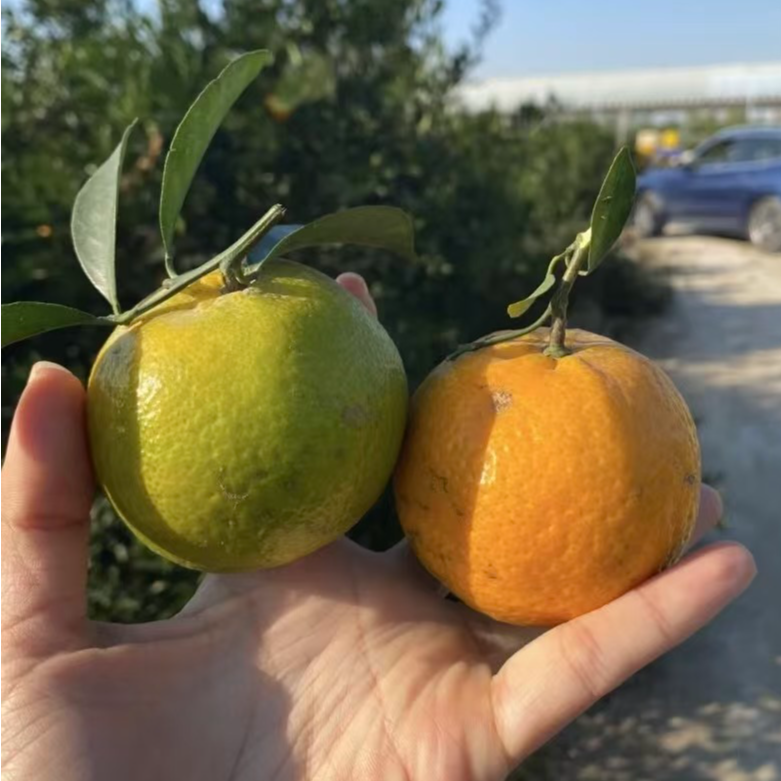 2025年新会陈皮天马原枝二红大红冬后皮