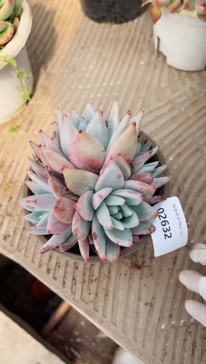 【闪购商品】02632