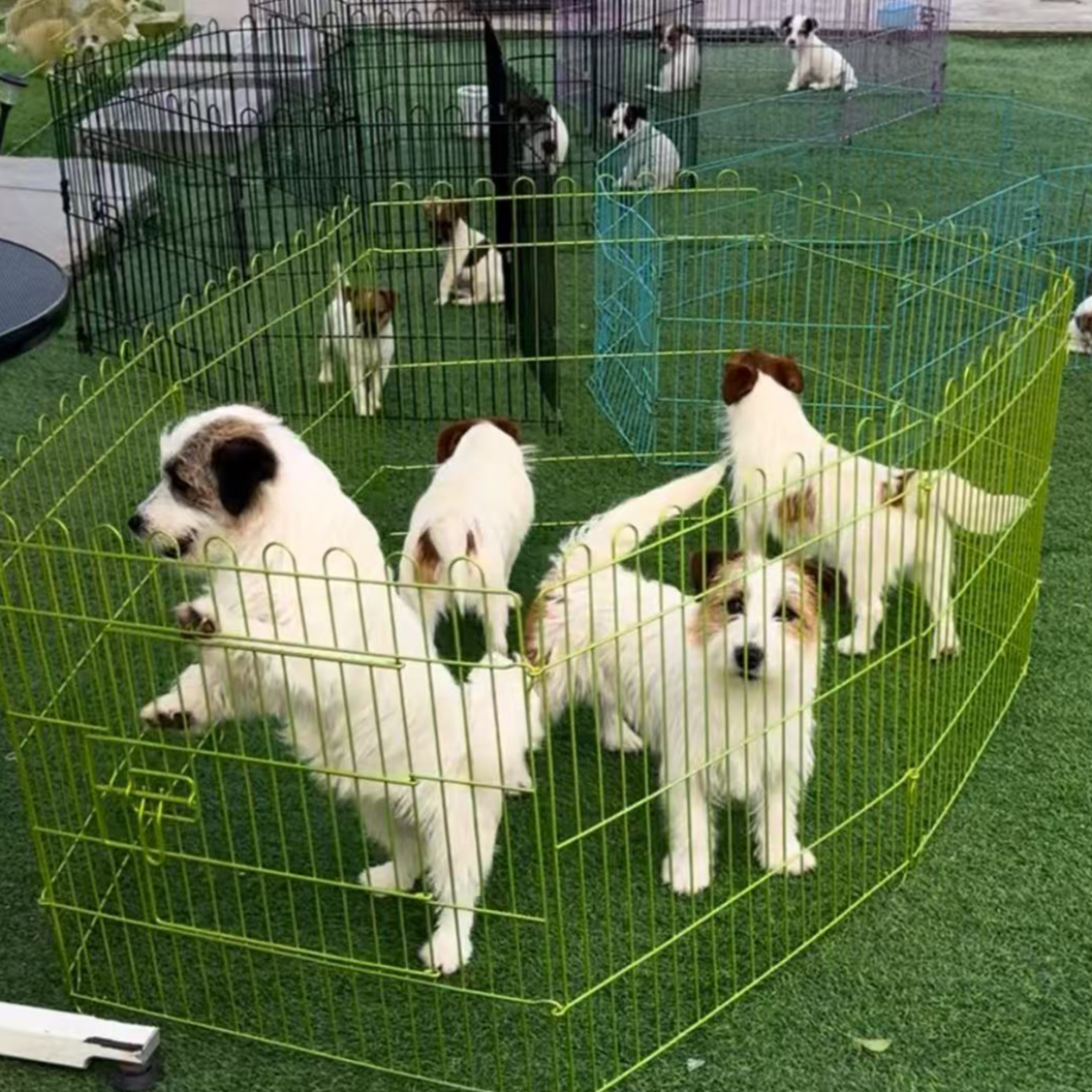（山东苹果家宠物）T狗狗活体