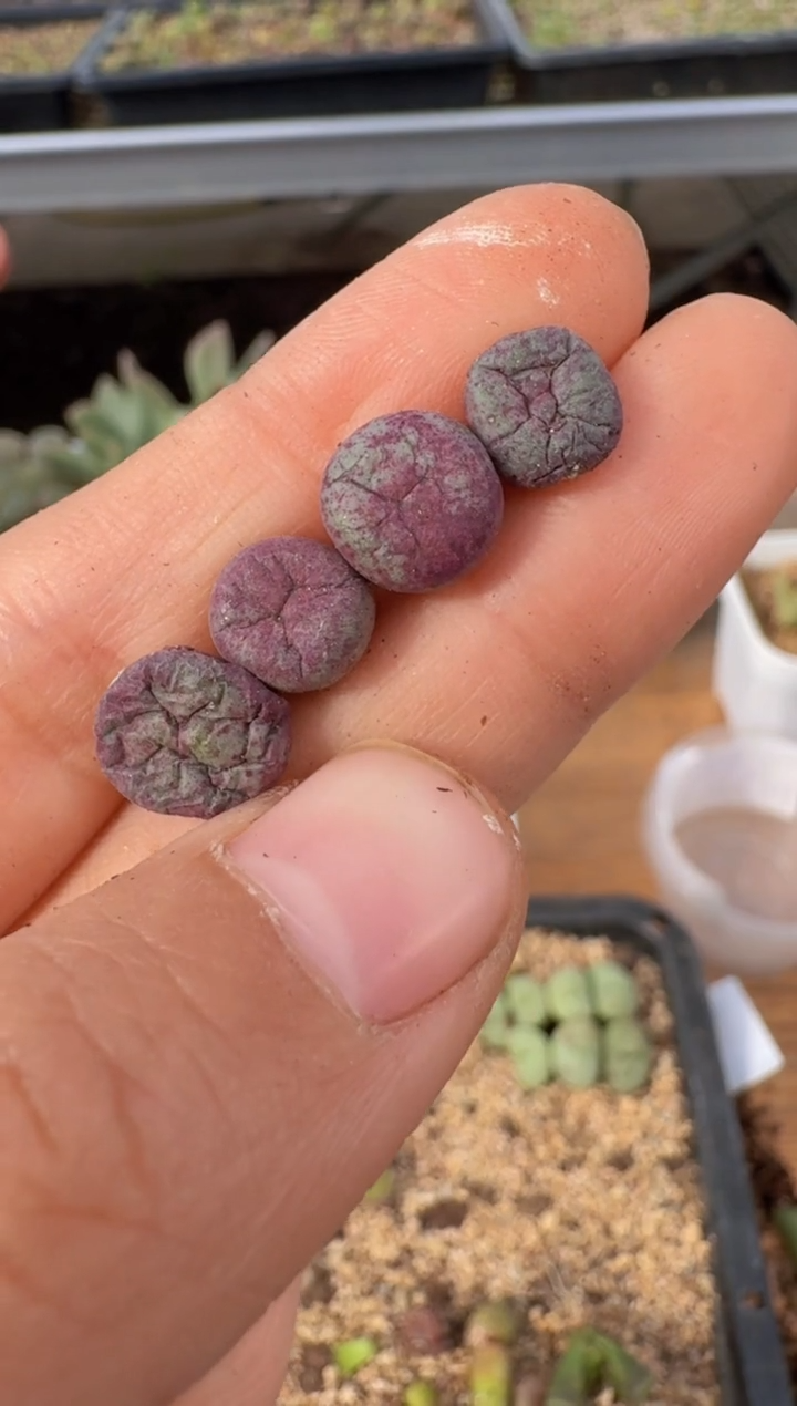 【闪购商品】9--74`1968