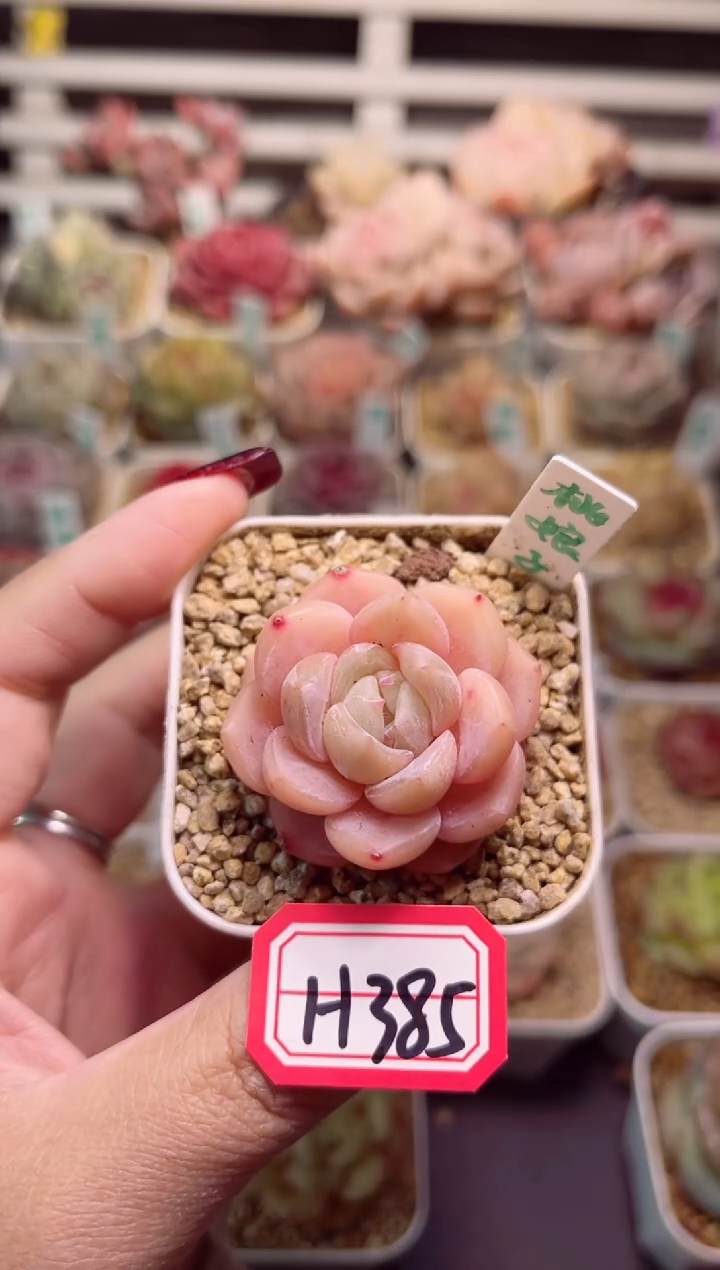 【闪购商品】H385桃娘子一物一拍