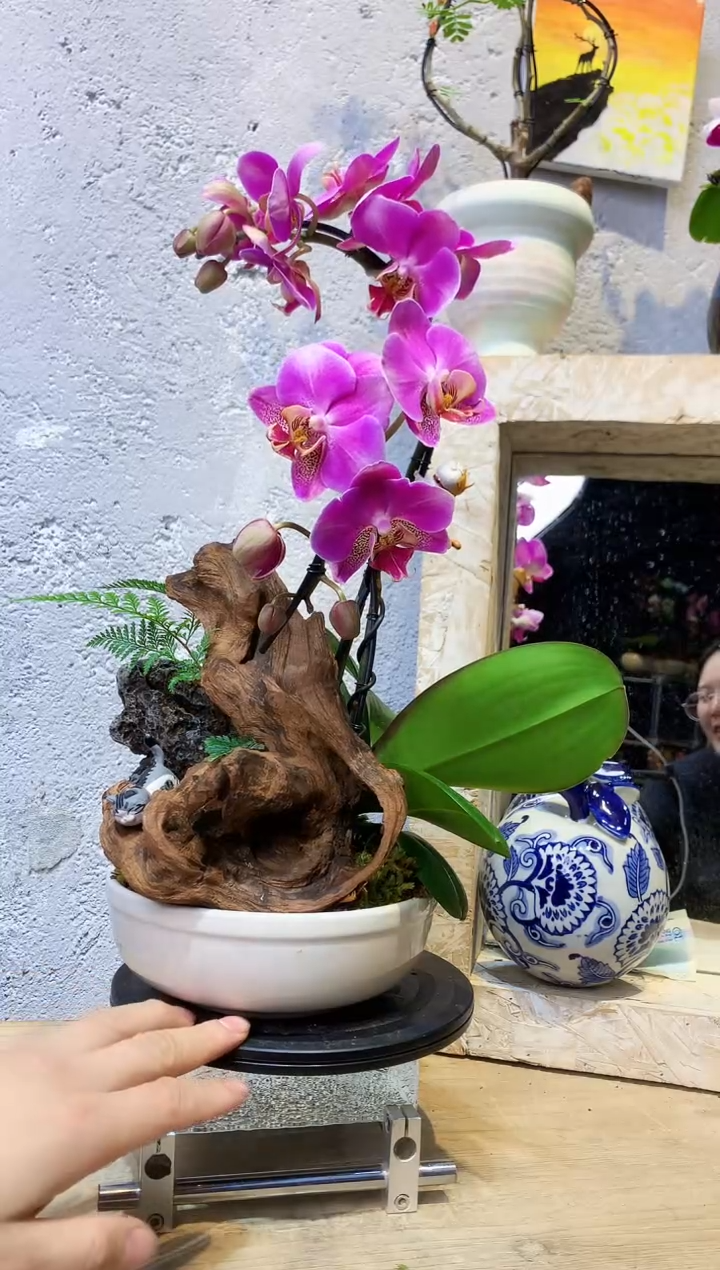 大部分花苞少量开放526植物杂货店，来淘宝吧