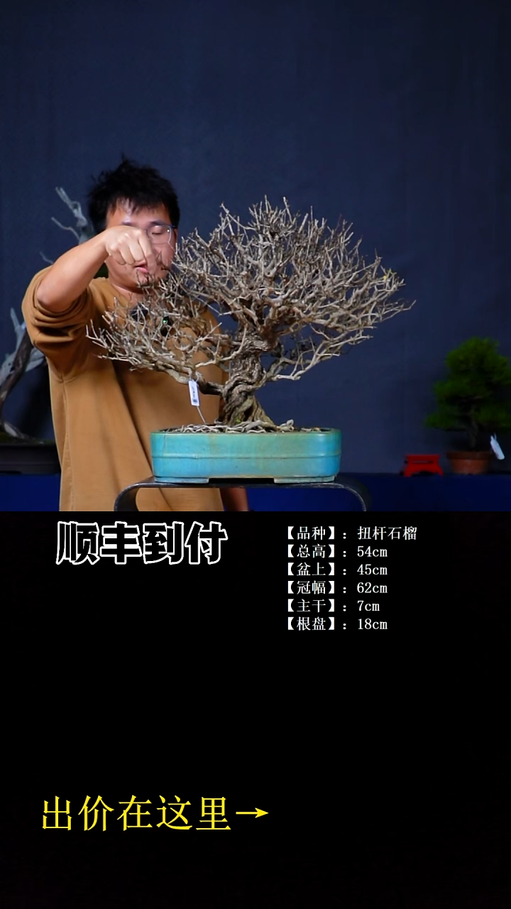 无花朵扭杆石榴bubaoyou