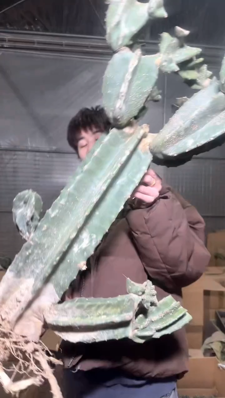 大 母本 量天尺【带根】