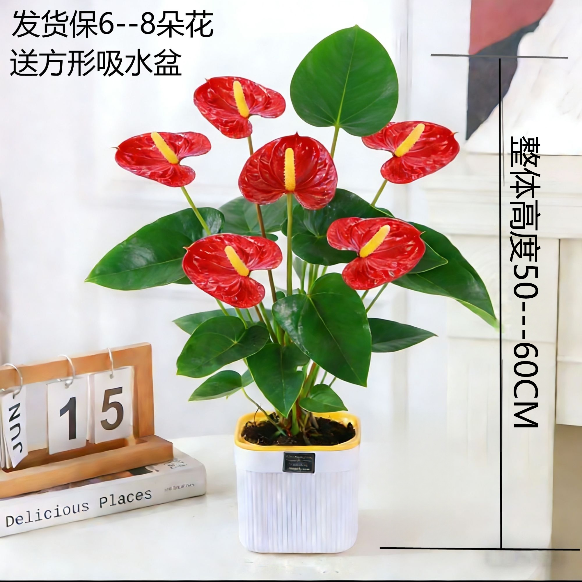 精品红掌【保6---8朵花】带花发货花卉盆栽室内四季开花好养绿植