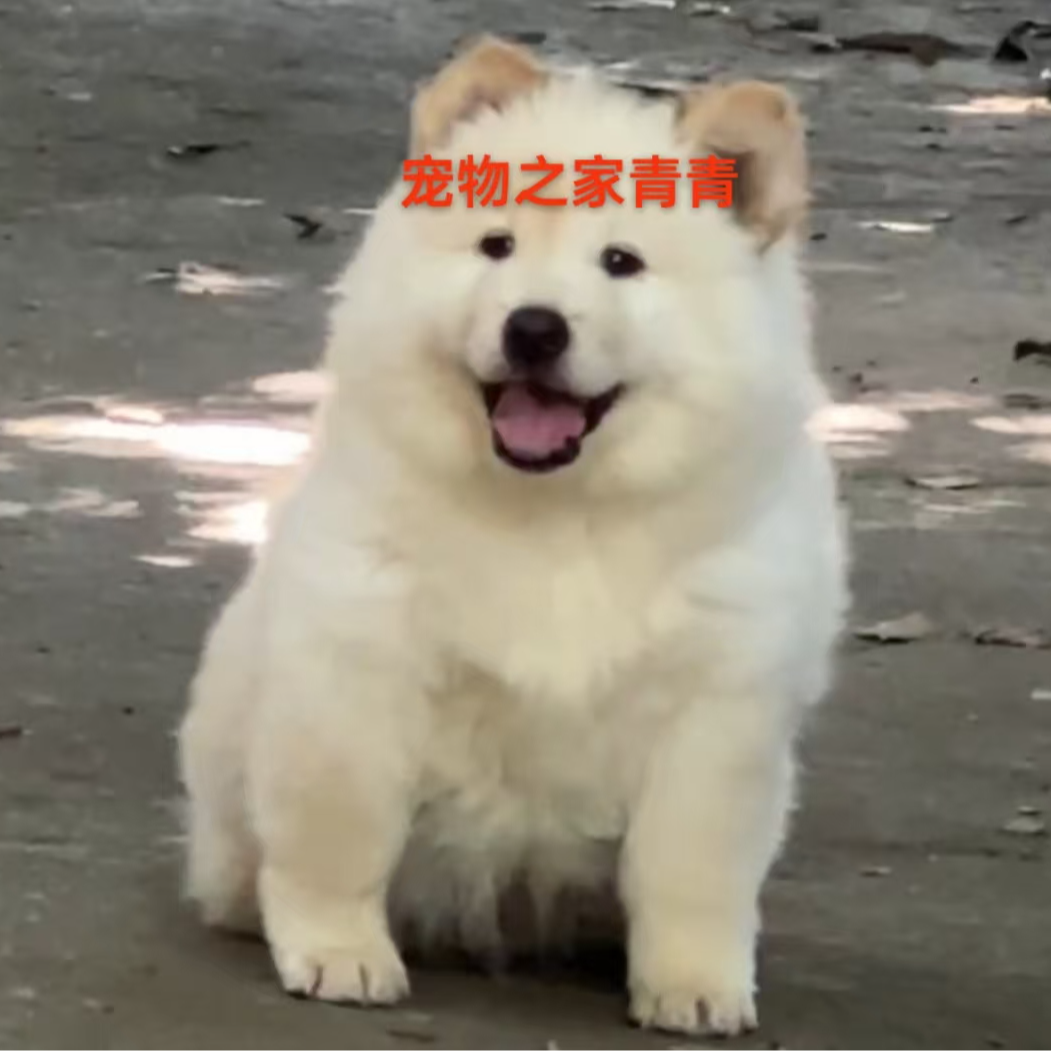 白土松五黑犬铁包金五红犬虎斑犬黄狗白面狗狗直播间下单