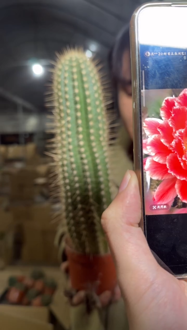 大号 蒙娜丽莎毛花柱【带根】