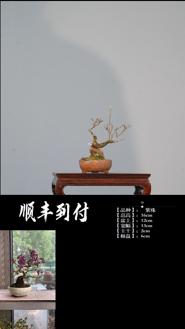 【闪购商品】1C992紫珠