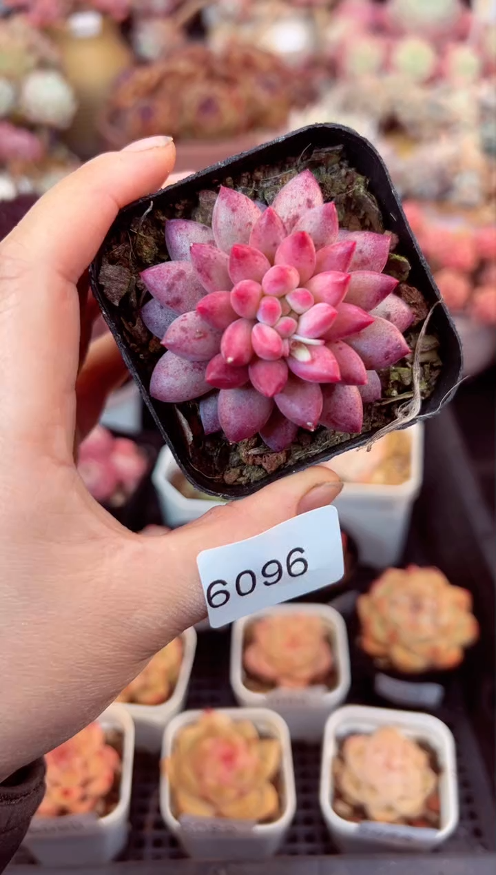 【闪购商品】6096单头金鱼姬多肉