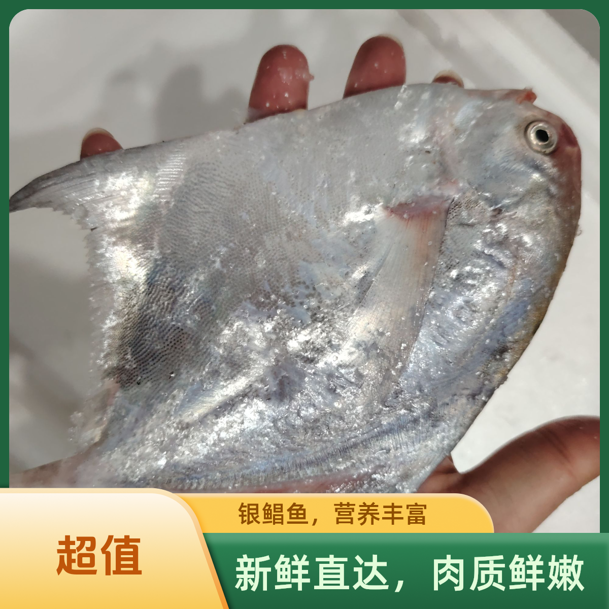 鲳鱼 鲜冻鲳鱼 船冻锁鲜 温州发货 顺丰快递 3斤