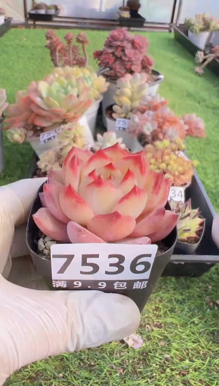 【闪购商品】信福多肉一物一拍