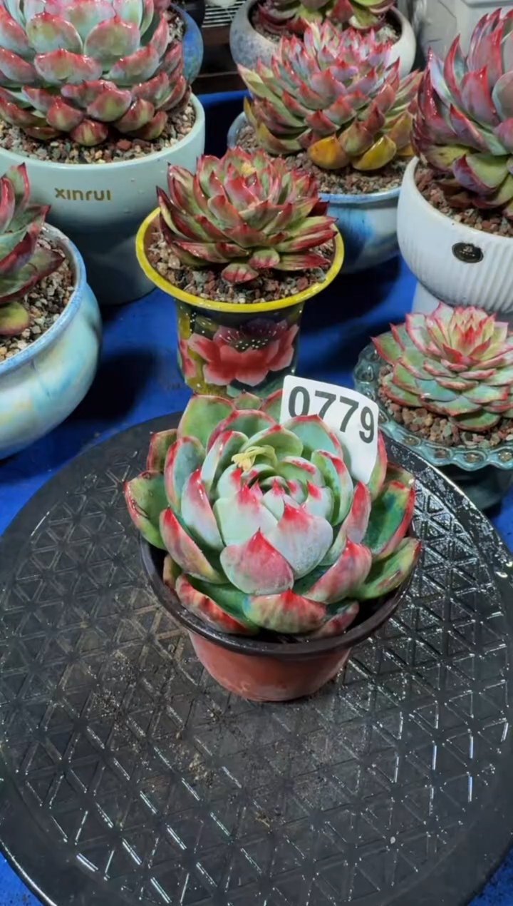 【闪购商品】0779惊鸿仙子（裸根发货）