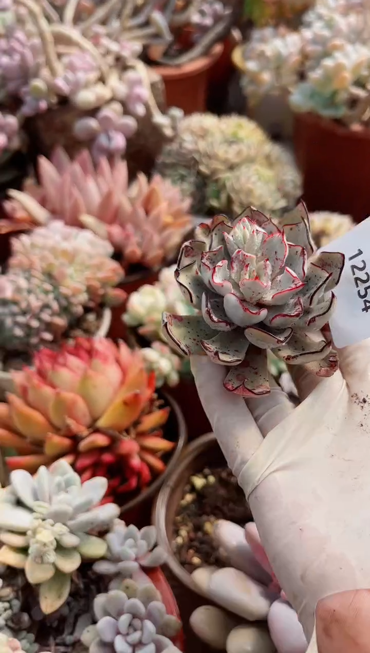 【闪购商品】12254