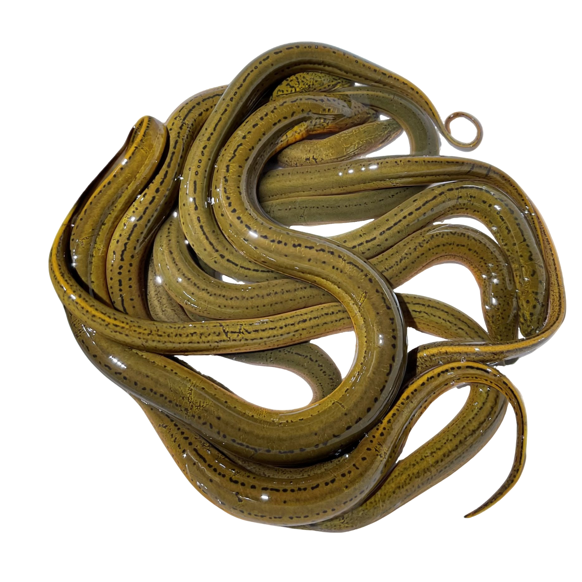 安徽纯无污染黄鳝农民捕捉顺丰京东冷链包邮