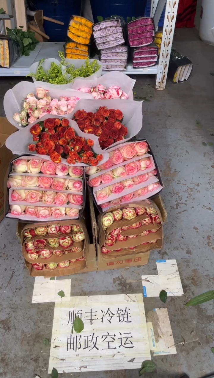 苹果杰克20枝+艾沙20枝+巧克力10枝+折射10枝+黄莺