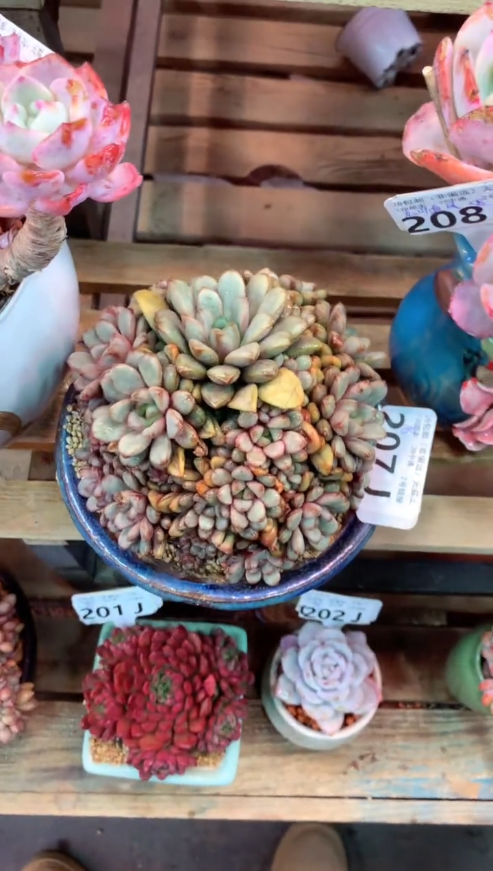 207J（一物一拍，精品多肉，w所见即所得 ）