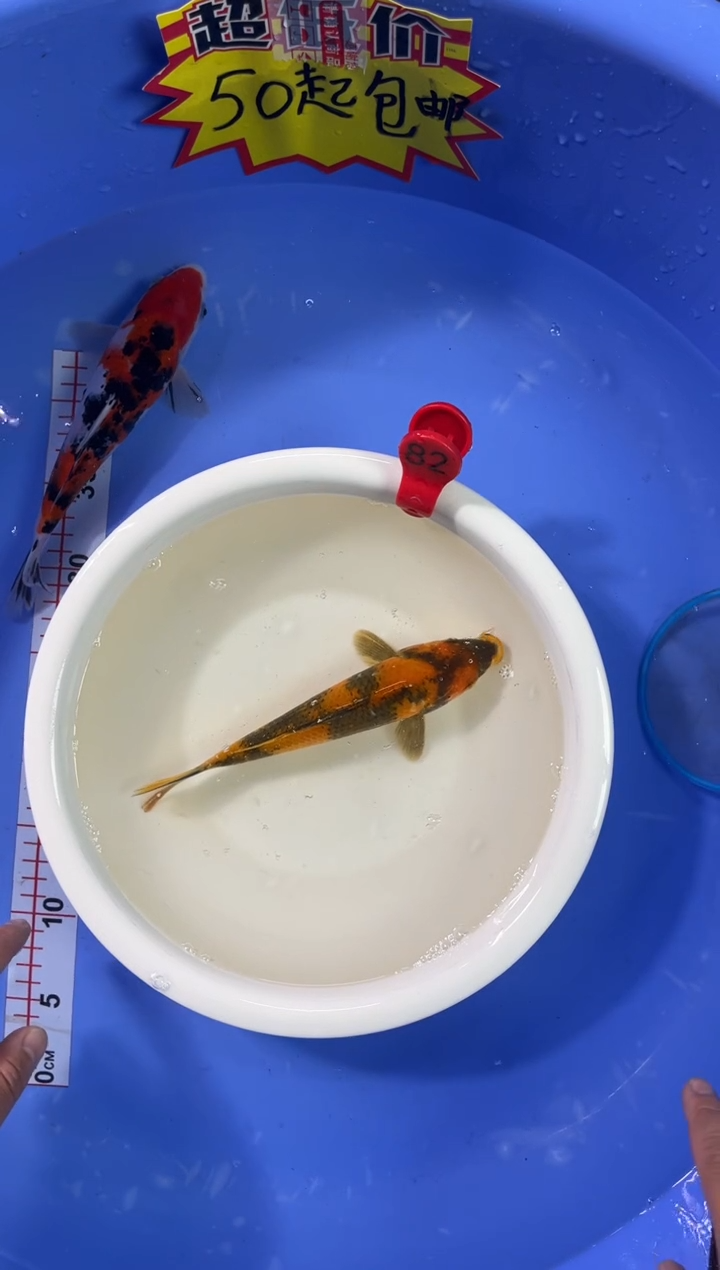 锦鲤活体二号链接